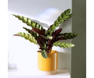 Plant Theory Calathea Insignis Goeppertia Lancifolia Plant Indoor 50Cm Plant 14Cm Pot