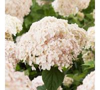 Plant Theory Candybelle Marshmallow Sevenbark Shrub Plant Hydrangea Arborescens 2L Pot