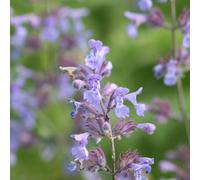 Plant Theory Catmint Perennials Flowering Plants Nepeta X Faassenii 2L Pot