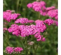 Plant Theory Cerise Queen Yarrow Sneezewort Perennials Flowering Plants Achillea 2L Pot