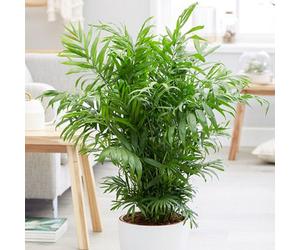 Plant Theory Chamaedorea Elegans Parlour Palm Dwarf Mountain Palm 20Cm Plant Houseplant 9Cm Pot