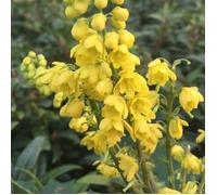 Plant Theory Charity Mahonia Outdoor Shrub Plant Mahonia x Media 3L Pot in Green Plant Theory Green