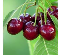 Plant Theory Cherry Bigarreau Burlat Prunus Avium Sweet Cherry Outdoor Fruit Tree 9L Pot 1.2M
