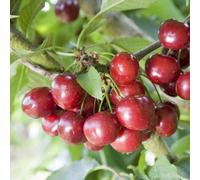 Plant Theory Cherry Celeste Sumpaca Sweet Cherry Outdoor Fruit Tree 11.5L Pot 1.2m in Green Plant Theory Green