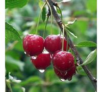 Plant Theory Cherry Karina Prunus avium Sweet Cherry Outdoor Fruit Tree 9L Pot 1.2m in Green Plant Theory Green