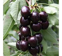 Plant Theory Cherry Kordia Prunus Avium Sweet Cherry Outdoor Fruit Tree Bare Root 1.2M