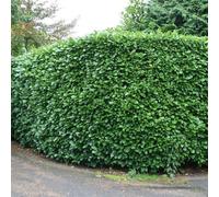 Plant Theory Cherry Laurel Prunus Hedging Plant Rotundifolia 10x Bare Root Plants 60cm - 80cm in Green Plant Theory Green