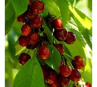 Plant Theory Cherry Merchant Prunus Avium Sweet Cherry Outdoor Fruit Tree Bare Root 1.2M