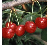 Plant Theory Cherry Morello Prunus Cerasus Sweet Cherry Fruit Tree 9L Pot 1.5m in Red Plant Theory Red