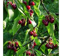 Plant Theory Cherry Regina Prunus Avium Sweet Cherry Outdoor Fruit Tree Bare Root 1.2M