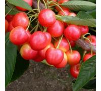 Plant Theory Cherry Stardust Sweet Cherry Outdoor Fruit Tree 11.5L Pot 1.2M