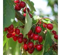 Plant Theory Cherry Stella Prunus Avium Sweet Cherry Outdoor Fruit Tree 9L Pot 1.2M