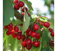 Plant Theory Cherry Stella Prunus avium Sweet Cherry Outdoor Fruit Tree 9L Pot 1.2m in Green Plant Theory Green