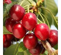 Plant Theory Cherry Summer Sun Prunus Avium Sweet Cherry Outdoor Fruit Tree 9L Pot 1.8M - 2M