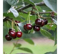 Plant Theory Cherry Sunburst Prunus avium Sweet Cherry Fruit Tree 9L Pot 1.8m - 2m in Green Plant Theory Green