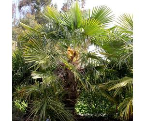 Plant Theory Chusan Palm Shrub Plant Trachycarpus Fortunei 9L Pot 40Cm - 60Cm