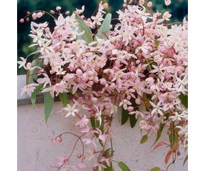 Plant Theory Clematis Apple Blossom Pink Flowering Vine Climbing Plant 1.8M Cane 7.5L Pot