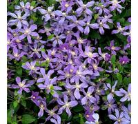 Plant Theory Clematis Arabella Blue Flowering Vine Climbing Plant 60Cm Cane 3L Pot
