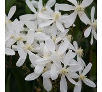 Plant Theory Clematis Armandi Snowdrift White Flowering Climbing Plant 1.8M Cane 7.5L Pot