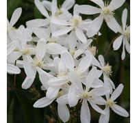 Plant Theory Clematis Armandi Snowdrift White Flowering Vine Climbing Plant 60cm Cane 2L Pot Plant Theory White
