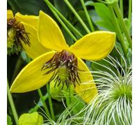 Plant Theory Clematis Bill Mackenzie Yellow Flowering Vine Climbing Plant 60Cm Cane 3L Pot