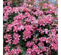 Plant Theory Clematis Broughton Star Pink Flowering Vine Climbing Plant 60Cm Cane 3L Pot
