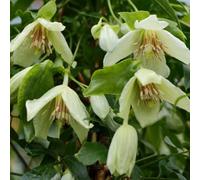 Plant Theory Clematis Christmas Surprise White Flowering Vine Climbing Plant 60Cm Cane 3L Pot