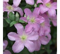Plant Theory Clematis Comtesse Bouchaud Pink Flowering Vine Climbing Plant 60Cm Cane 3L Pot
