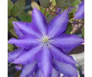 Plant Theory Clematis Daniel Deronda Blue Flowering Vine Climbing Plant 60Cm Cane 3L Pot