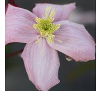 Plant Theory Clematis Elizabeth Pink Flowering Vine Climbing Plant 60Cm Cane 3L Pot