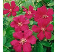 Plant Theory Clematis Ernest Markham Red Flowering Vine Climbing Plant 60Cm Cane 3L Pot