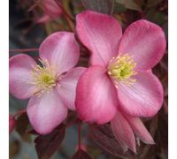 Plant Theory Clematis Freda Pink Flowering Vine Climbing Plant 60Cm Cane 3L Pot