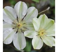 Plant Theory Clematis Guernsey Cream White Flowering Vine Climbing Plant 60Cm Cane 3L Pot