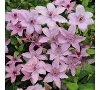 Plant Theory Clematis Hagley Hybrid Pink Flowering Vine Climbing Plant 60Cm Cane 3L Pot