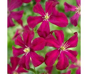 Plant Theory Clematis Madame Julia Correvon Red Flowering Vine Climber Plant 60Cm Cane 3L Pot