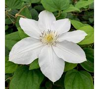 Plant Theory Clematis Marie Boisselot White Flowering Vine Climbing Plant 10cm 9cm Pot Plant Theory White