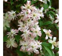 Plant Theory Clematis Marjorie White Flowering Vine Climbing Plant 60Cm Cane 3L Pot