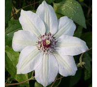 Plant Theory Clematis Miss Bateman White Flowering Vine Climbing Plant 60Cm Cane 3L Pot