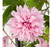 Plant Theory Clematis Multi Pink Flowering Vine Climbing Plant 60Cm Cane 2L Pot