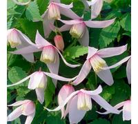 Plant Theory Clematis Pink Flowering Vine Climbing Plant 60Cm Cane 3L Pot