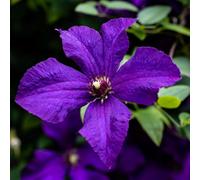 Plant Theory Clematis Polish Spirit Purple Flowering Vine Climbing Plant 60Cm Cane 3L Pot