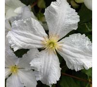 Plant Theory Clematis Prince George White Flowering Vine Climbing Plant 10cm 9cm Pot Plant Theory White