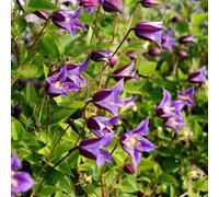Plant Theory Clematis Prince William Purple Flowering Vine Climbing Plant 60cm Cane 2L Pot Plant Theory Purple