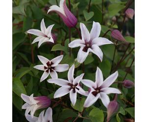 Plant Theory Clematis Princess Kate White Flowering Vine Climbing Plant 60cm Cane 2L Pot Plant Theory White