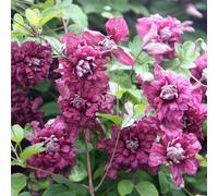 Plant Theory Clematis Purpurea Plena Elegans Purple Flowering Vine Plant 10cm 9cm Pot Plant Theory Purple