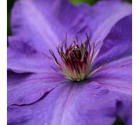 Plant Theory Clematis The President Blue Flowering Vine Climbing Plant 10cm 9cm Pot Plant Theory Blue