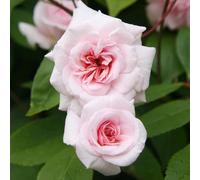 Plant Theory Climbing Cécile Brünner Rose Bush Pink Flowering Roses Climbing Polyantha Rose 4L Pot Plant Theory Pink