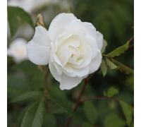 Plant Theory Climbing Iceberg Rose Bush White Flowering Roses Climbing Floribunda Rose 4L Pot