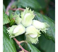 Plant Theory Cobnut Kentish Cob Cobnut & Filbert Fruiting Outdoor Fruit Tree 9L Pot 1.2M