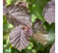 Plant Theory Cobnut Rote Zellernuss Hazelnut & Red Filbert Outdoor Fruit Tree Bare Root 1.2M in Green Plant Theory Green